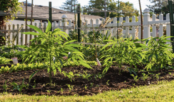 Where in the backyard are you going to put your cannabis garden?