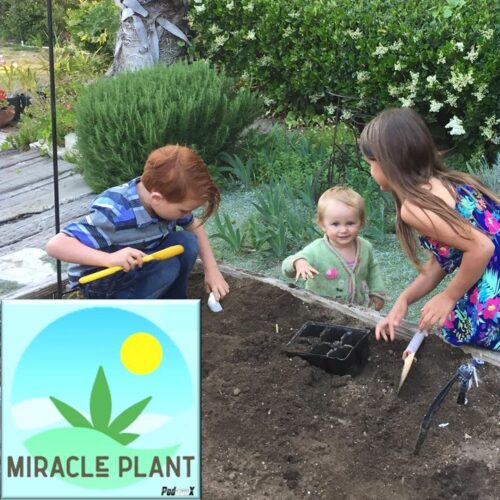 The Miracle Plant: Fri 1am, 11am & 5pm