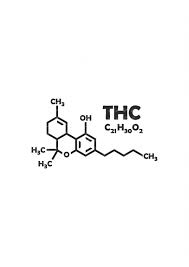 What is difference between THC and CBD?